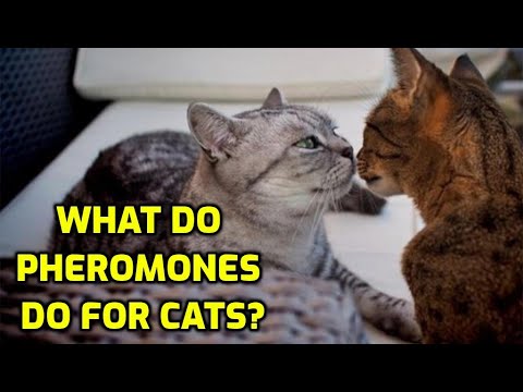 Do Cat Pheromones Really Work?