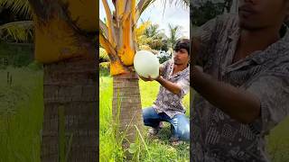 Download lagu Pick rainbow coconuts with many colors and one shape #youngcoconut #coconutharvest #coconut mp3 Download lagu Pick rainbow coconuts with many colors and one shape #youngcoconut #coconutharvest #coconut mp3