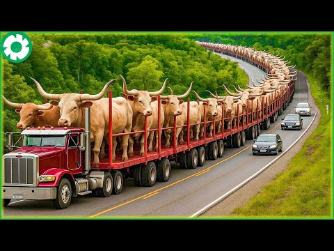 Transport 9M of Cows This Way - Farmers Raising Cows | Heavy Machinery