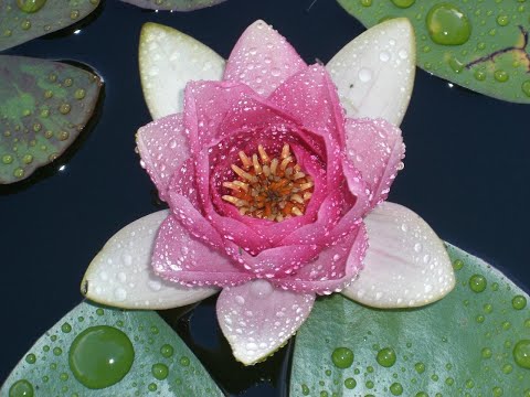 Einsicht in Verbundenheit -  Meditationsstunde - 18.3.2021 - Yesche