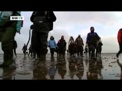 download lagu mp3 mp4 Oyster Europe, download lagu Oyster Europe gratis, unduh video klip Oyster Europe