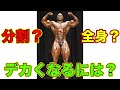 分割?全身?ナチュラル王者のデカくする方法【筋トレ】