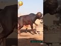 WHAT DID I JUST WATCHED Funny Trending Comedymovies Kaizaratv Movie Fyp Youtubeshorts Reels