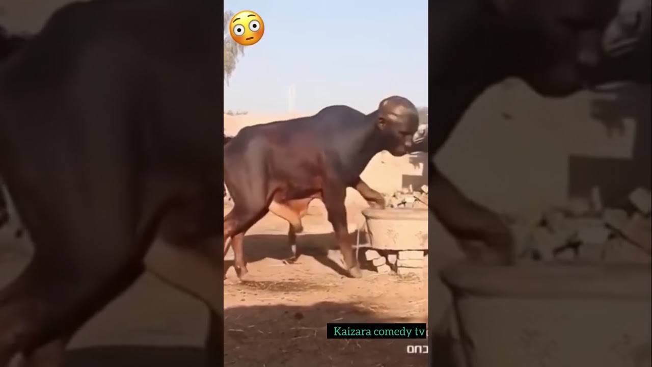 WHAT DID I JUST WATCHED #funny #trending #comedymovies #kaizaratv #movie #fyp #youtubeshorts #reels