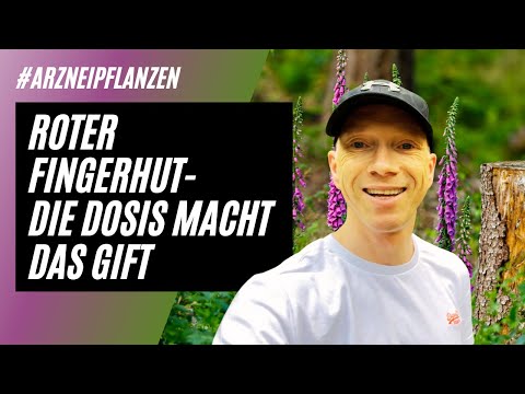 Roter Fingerhut - Die Dosis macht das Gift