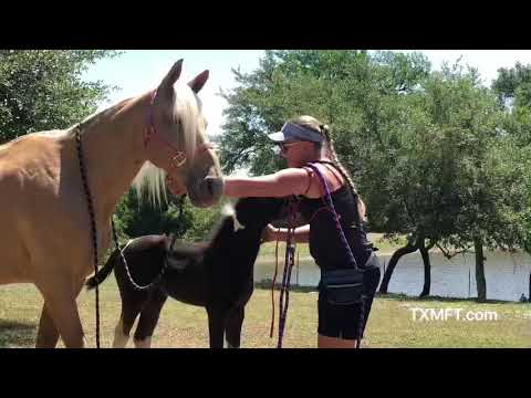 Foal training 101 - introducing the halter the easy way...