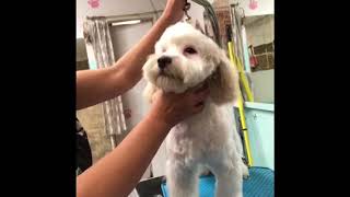 Puppy grooming training