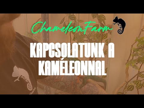 ChameleonFarm - Kapcsolatunk a kaméleonnal