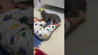 Download lagu #Cute kitten mp3 Download lagu #Cute kitten mp3