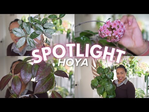 🪴These HOYA Earned Their Place In The Spotlight😍