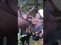 Bull Moose Stripping Leaves Maligne Valley Jasper National Park