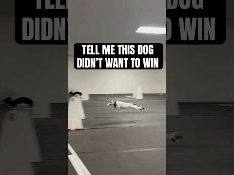 Dogs name should be cannon #dogs #flyball