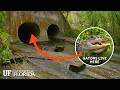 Urban Wildlife Found In The UF Sewers