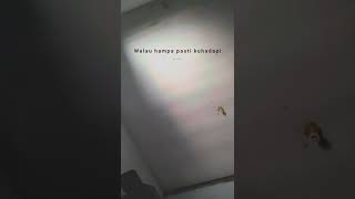 Download lagu STORY BONDAN - RIP .RHYME IN PEACE mp3 Download lagu STORY BONDAN - RIP .RHYME IN PEACE mp3