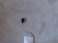 Button Quail Following His Mommy 2