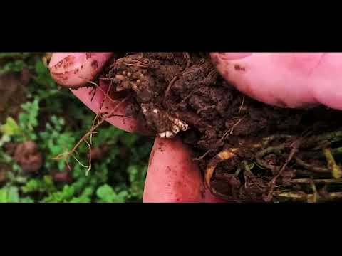 KWS Fit4NEXT - Catch Crop mixtures for vitality