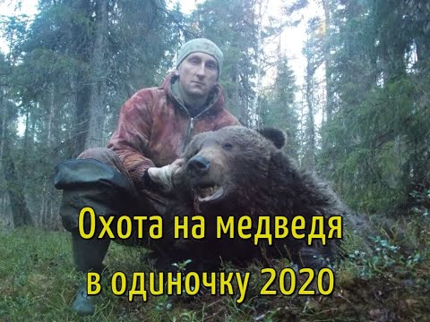 Удачная охота на медведя с лайками(в одиночку) 2020г.Трудовой медведь!