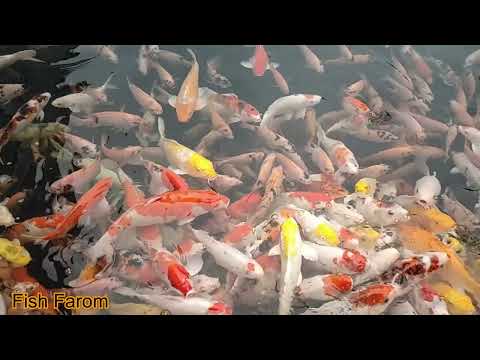 Sneyha, Arbin & Javan Fun Playing With Real Fish in Inflatable Swimming pool fish video