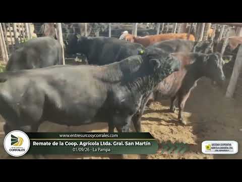 01-09-26 - Remate de la Coop. Agrícola Ltda. Gral. San Martín - La Pampa