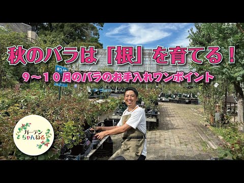 バラの剪定は何月に行うのですか？実践的なアドバイス  庭園