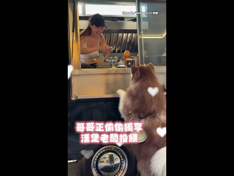 【你怎麼吃獨食！】阿拉斯加犬發現哥哥在獨享投餵　直接撞飛牠XD #Shorts