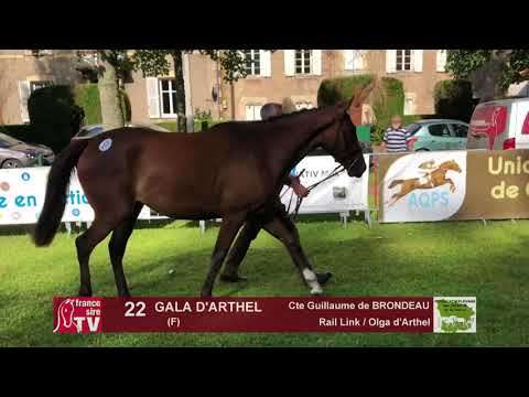 Sprinter Sacré Show 2018 : Lot 22 - GALA D'ARTHEL