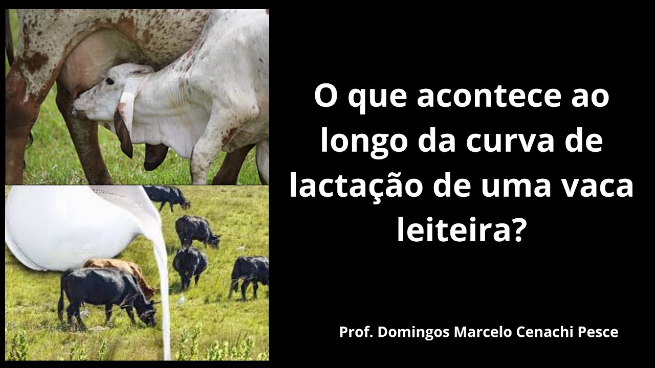 O que acontece ao longo da curva de lactação da vaca leiteira?