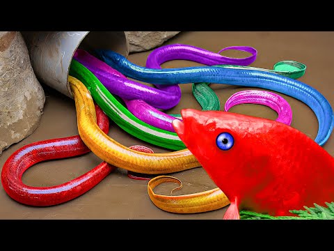 Stop Motion ASMR : Koi Fish, Catfish Hunting Eels Crawling Out Of Bamboo Tubes |Colorful Koi | Coco
