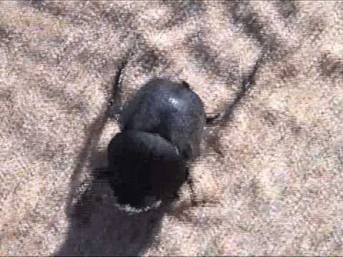 070531 - A Beach Beetle