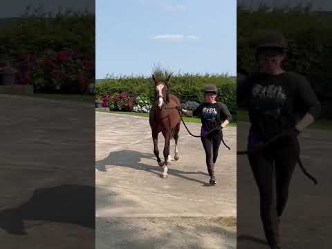 Video 3