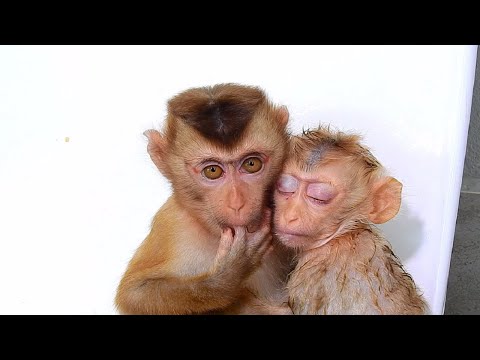 Beloved baby sakana after mother is Charly