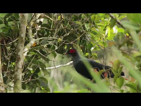 Madagascar blue pigeon Alectroenas madagascariensis