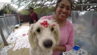 Meximutt Paint Party!