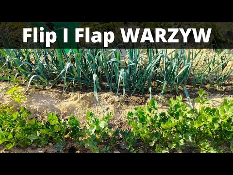 Czym nawozić por i seler, żeby mieć duży plon?