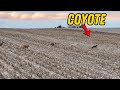 Greyhounds Vs COYOTES The Ultimate Showdown