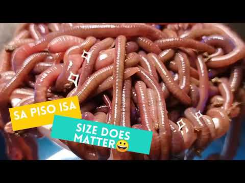 African night crawler