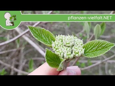 Wolliger Schneeball - Austrieb - 11.04.18 (Viburnum lantana) - Baum-/Strauch-Bestimmung