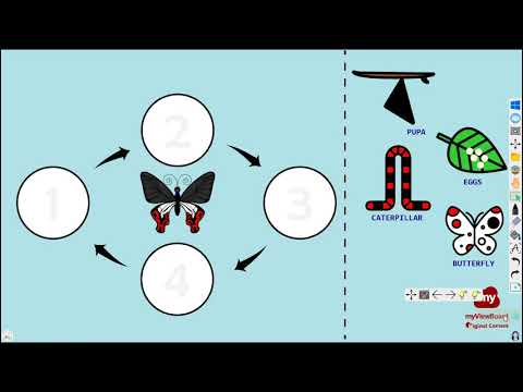 ViewSonic Original Content - Butterfly Life Cycle