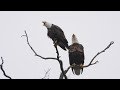 Yawning Eagles 4K