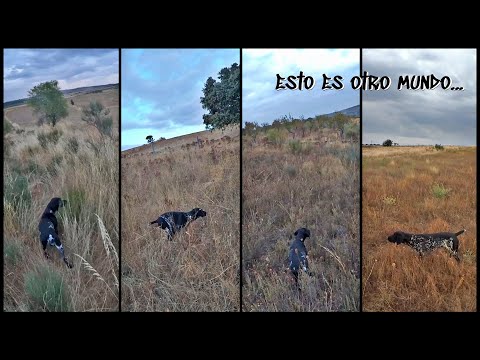 Este Perro de Caza hace cosas que 𝙣𝙤 𝙘𝙧𝙚𝙚𝙧𝙖𝙨😲