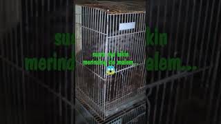 Download lagu suara musang btina yg sedang birahi. mp3 Download lagu suara musang btina yg sedang birahi. mp3