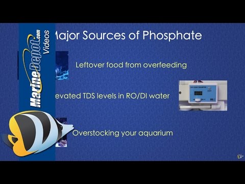 How to Control Phosphate in a Reef Tank