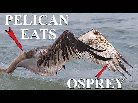 Insane Pelican Eats Osprey? -  Wildlife Photography with the Canon EOS R5 500f4 ll
