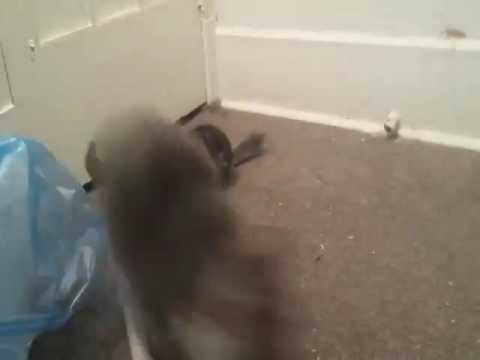 Chinchilla Chases Cat