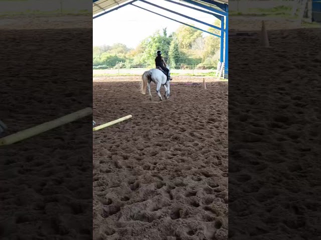 Ruin Franse rijpony PFS Te koop 2018 Schimmel ,  Happy des Charmes PFS