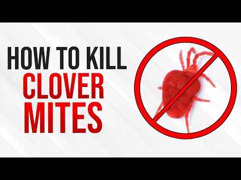 download lagu mp3 mp4 Little Red Bugs On Bricks, download lagu Little Red Bugs On Bricks gratis, unduh video klip Little Red Bugs On Bricks