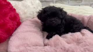 ハーフ犬の動画01