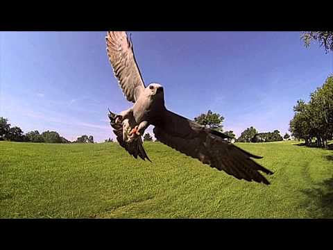 download lagu mp3 mp4 Kite Animal, download lagu Kite Animal gratis, unduh video klip Kite Animal