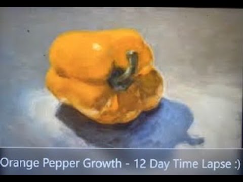 Orange Pepper - 12 Day Time Lapse of Growth :)
