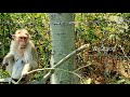 Monkey World Ulundurpettai Funny And Cute Monkey Videos